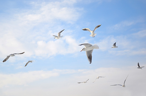 flying seagull over empty sky