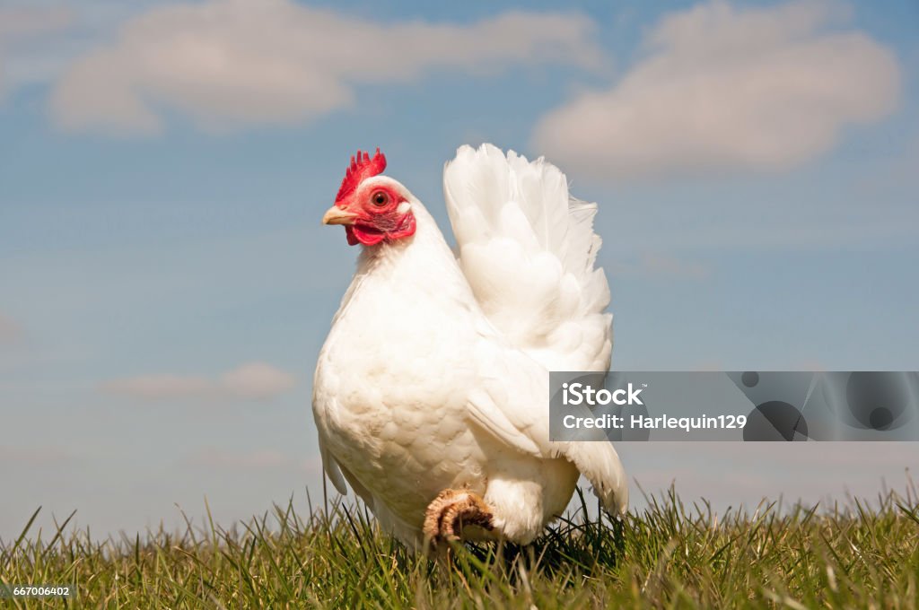 Serama hen Lovely Serama hen, & is one of the smaller chicken breeds Chicken - Bird Stock Photo