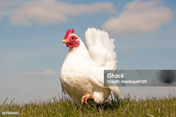 Serama Hen Stock Photo - Download Image Now - Chicken - Bird, White Color, Hen