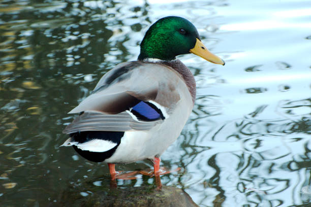 istock Duck at edge of water 667006760