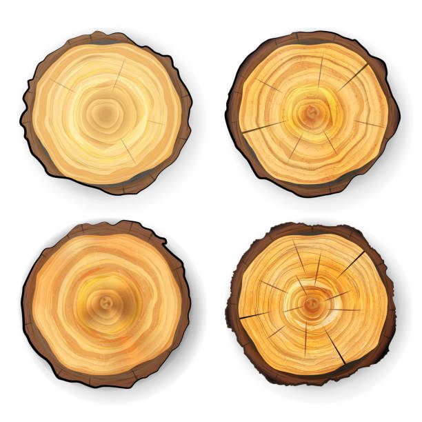 ilustrações, clipart, desenhos animados e ícones de seção transversal árvore cepo de madeira conjunto vector. textura de círculos isolada. árvore de corte redondo com anéis anuais - bark isolated part of white