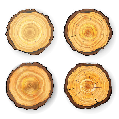 Cross Section Tree Wooden Stump Vector. Realistic Illustration. Isolated On White Background