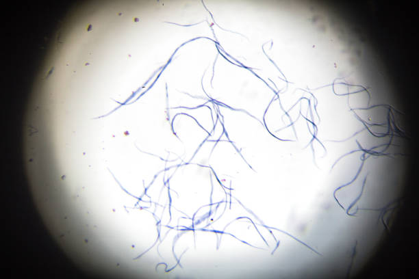 istock smooth muscle isolated in mircoscope 667009102