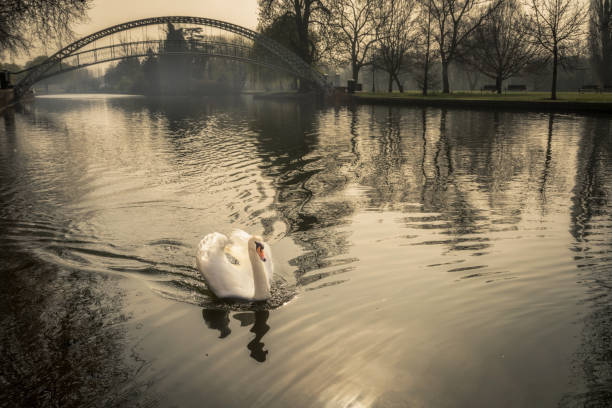 Single mute swan on river Great Ouse in Bedford, England Single Mute swan on the river Great Ouse at the embankment in Bedford, Northamptonshire, England with the foot suspension bridge in the background on a misty morning. ouse river photos stock pictures, royalty-free photos & images
