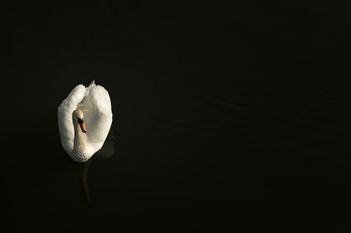 Sunlit single Mute Swan swimming serenely on a dark and calm river Great Ouse in Bedford, England