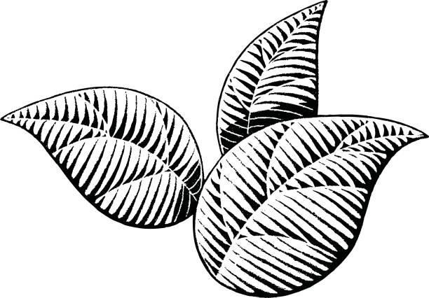 ilustrações de stock, clip art, desenhos animados e ícones de vectorized ink sketch of leaves - engraving pattern engraved image striped