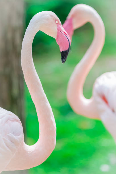 istock Pink flamingo portrait close up 667012998