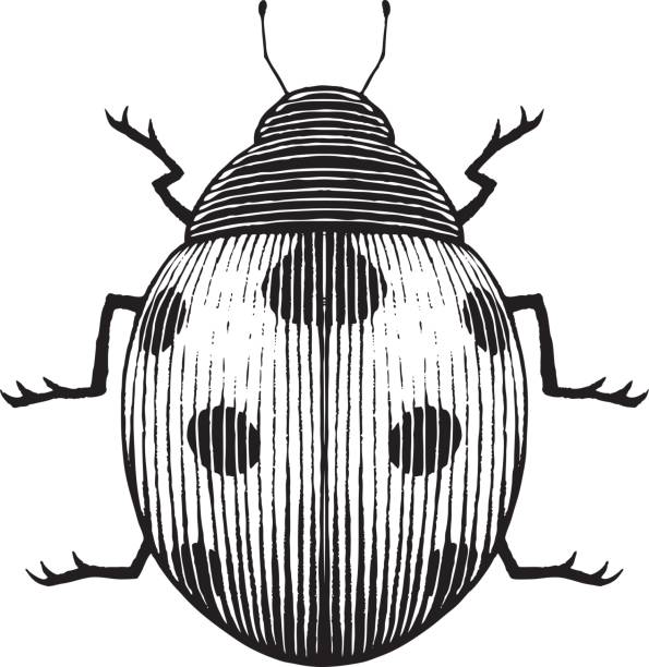 무당벌레의 vectorized 잉크 스케치 - white background spotted wildlife nature stock illustrations
