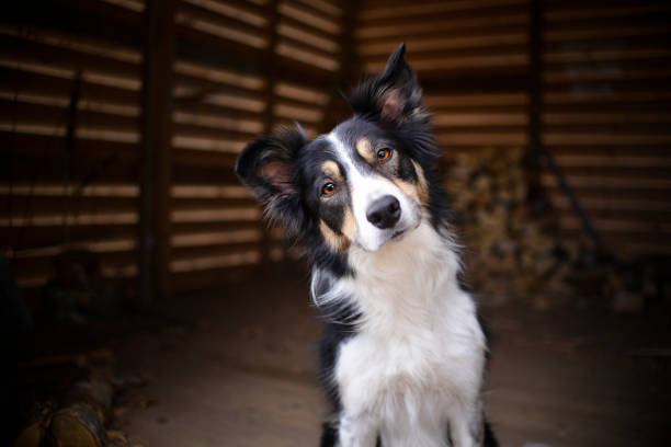 portrait de chien. - tête penchée photos et images de collection