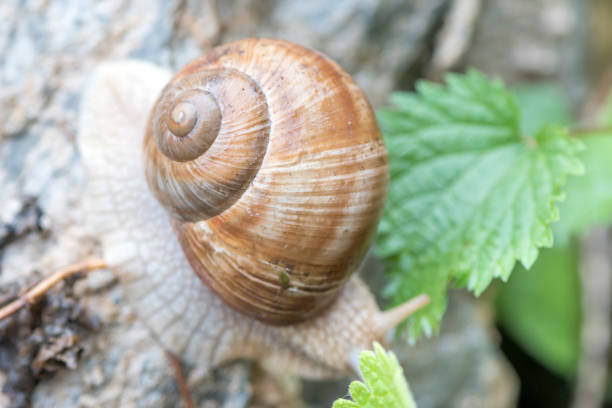 istock Close up to snail house 667016958