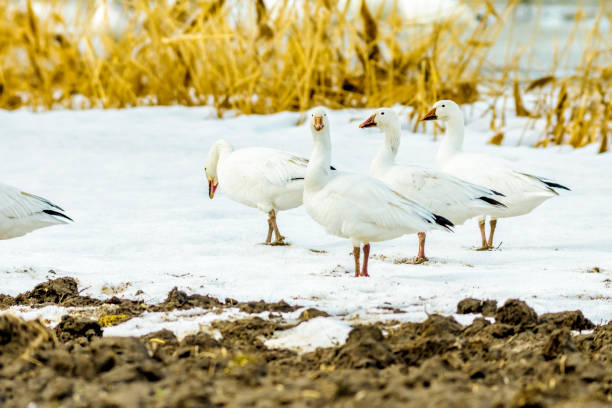 istock Great migration of geese 667020494