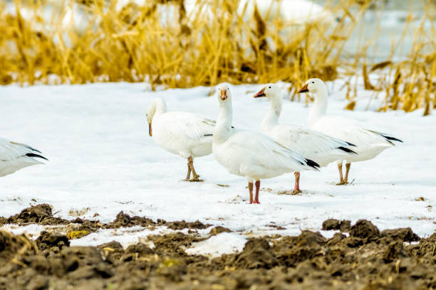istock Great migration of geese 667020878