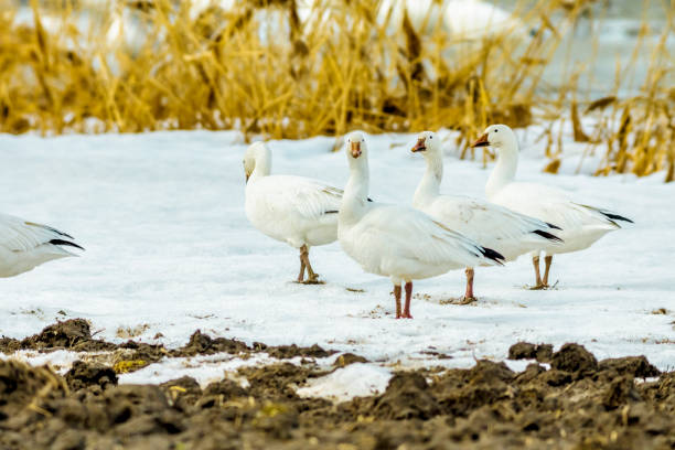 istock Great migration of geese 667021156