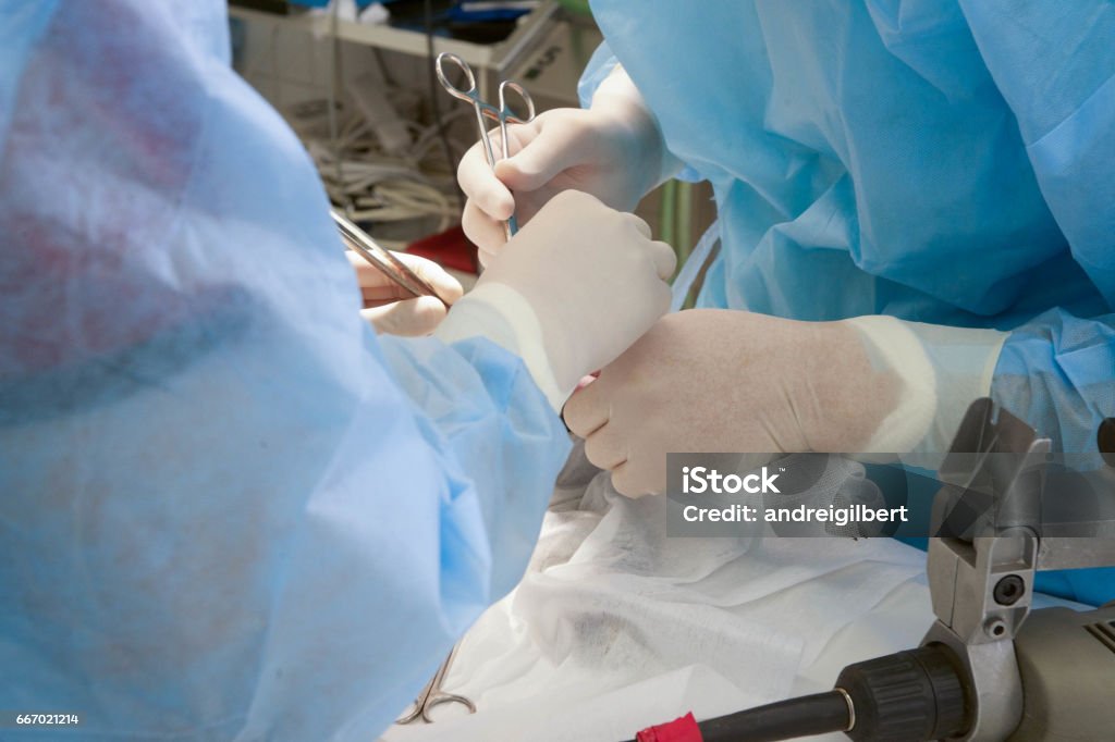 Show Rabbit Operation Operation On The Rabbits Paw Stock Photo - Download Image Now - Animal ...