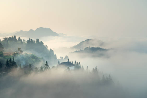 la brume du matin - landscape forest asia mountain photos et images de collection