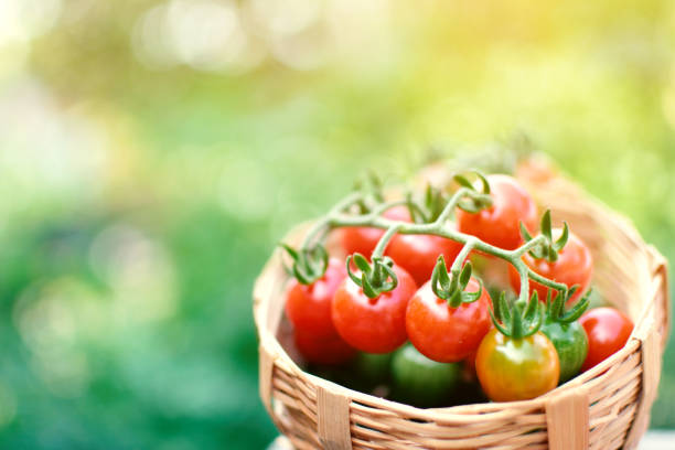 istock Group of tomato blur bokeh background ,selective and soft focus 667024248