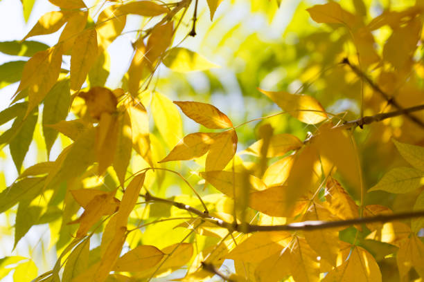 istock beautiful leaves on the tree in autumn 667025044