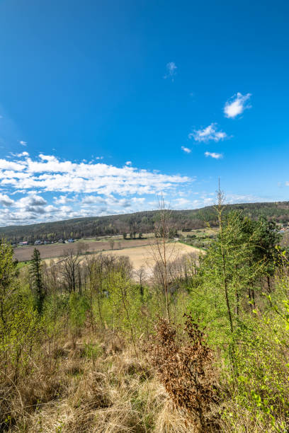 istock Beautiful spring forest landscape, fresh green leaves on trees 667028572