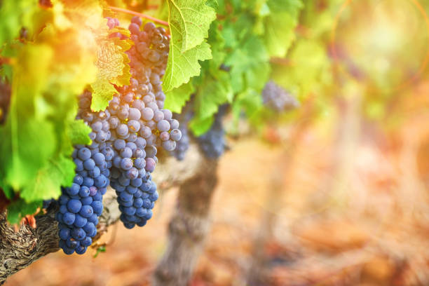 ils ajoutent une beauté rustique du paysage - winemaking grape harvesting crop photos et images de collection