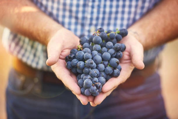 istock Not many knows the secret behind growing them this good 667030162