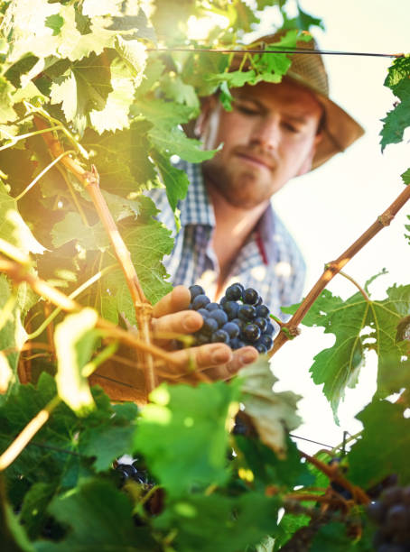 istock Growing grapes can be a rewarding venture for your farm 667031016