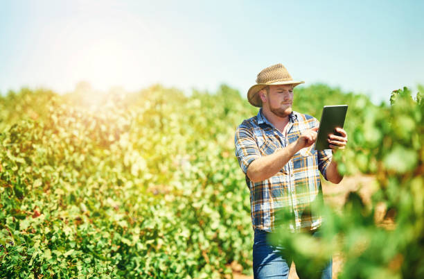 istock It’s vital you network with other grape growers 667031154
