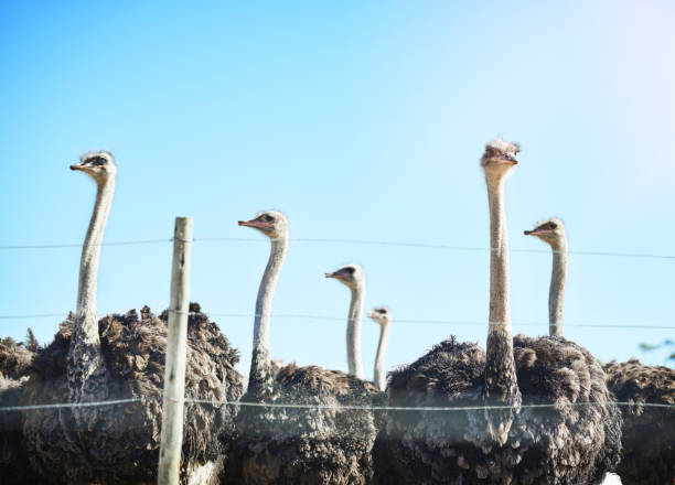 istock Being the biggest bird has its benefits 667031256