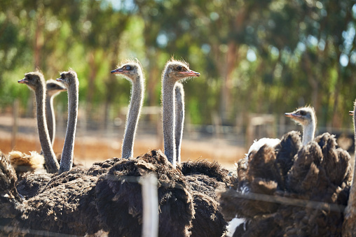 Cropped shot of a flock of ostriches on a farm