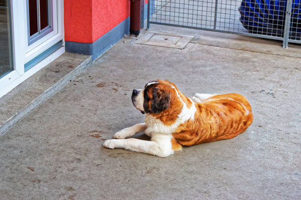 istock Saint Bernard dog in breeding kennel Martigny 667037572