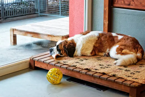 Saint Bernard dog lying in breeding kennel, Martigny, Switzerland