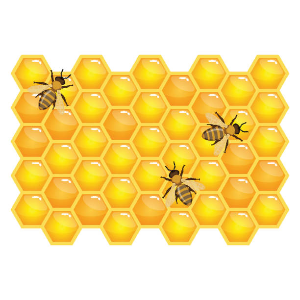 Bee on honeycombs isolated on white background. Organic honey vector Bees on honeycombs isolated on white background. Realistic striped insects with wings on hexagonal prismatic wax cells full of fresh sugar product vector illustration, natural honey producing honeycombs clip art stock illustrations