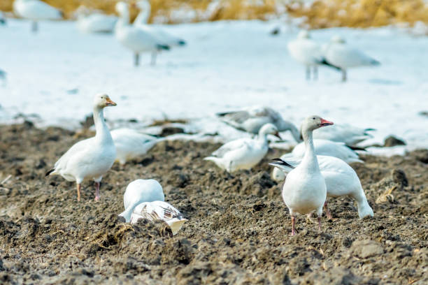istock Great migration of geese 667038938