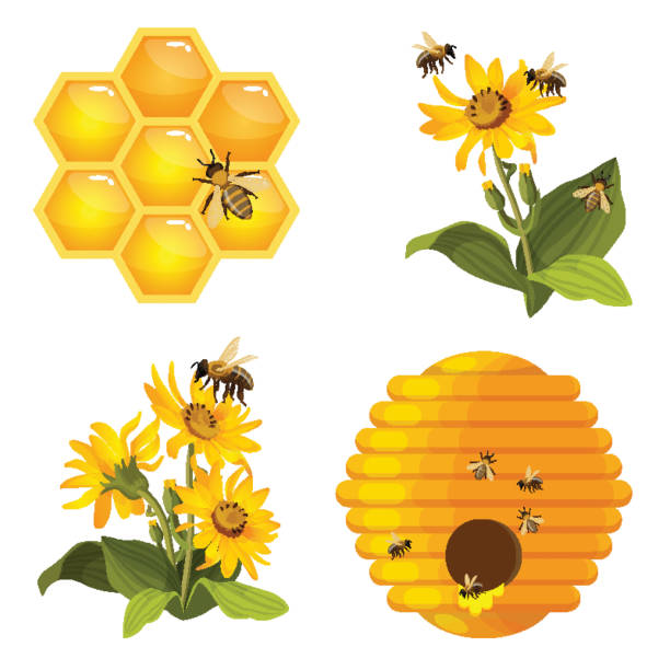 ilustrações de stock, clip art, desenhos animados e ícones de bee on honeycomb, beehive nest, bees on yellow field flowers set isolated - apicultura ilustrações