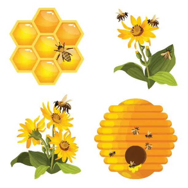 Vector illustration of Bee on honeycomb, beehive nest, bees on yellow field flowers set isolated