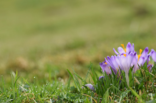 Purple crocus flowers blooming on spring meadow. Easter photo with copyspace