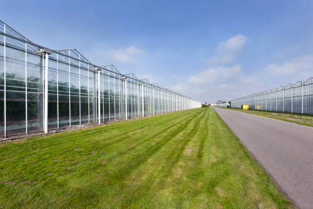 Greenhouses and an asphalt road in Westland in the Netherlands