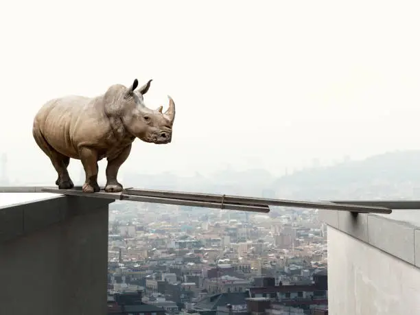 rhino want to walk on wood beam danger concept