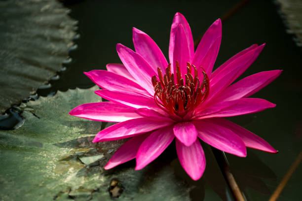 istock Lotus flower in the pond 667048028
