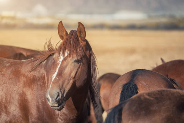 istock Beautiful brown horse at meadow 667048540