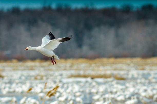 istock Great migration of geese 667048964