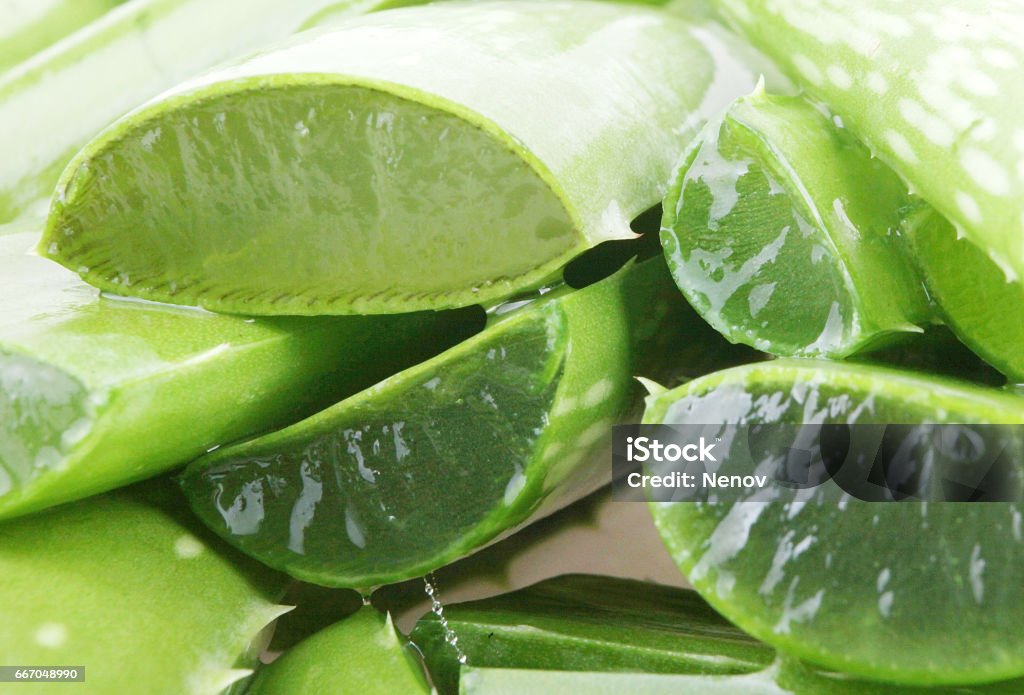 aloe vera - Foto de stock de Aloe vera libre de derechos