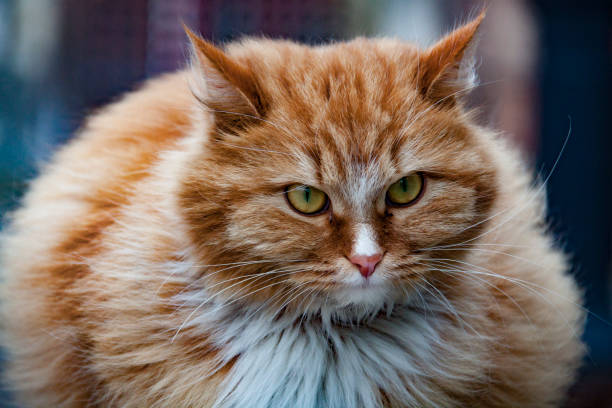 istock Portrait beautiful Red cat in Krutitsi 667049926