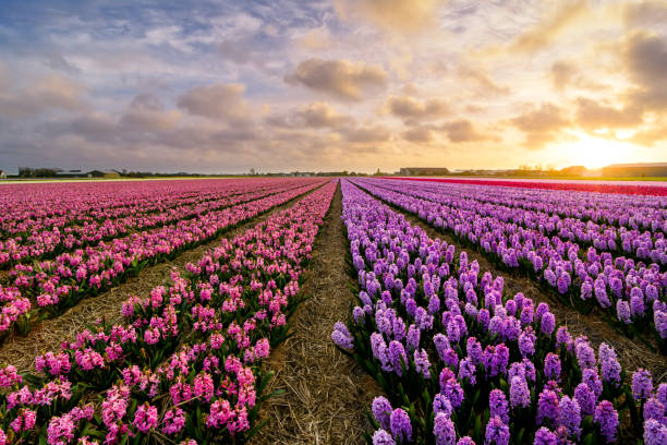 istock Pink 'n Purple 667050650