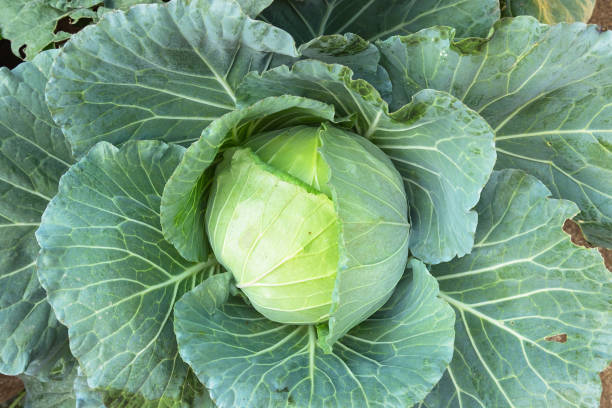istock Close up of organic green cabbage 667051262