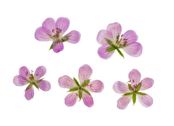 istock Pressed and dried flower siberian geranium, isolated 667055328