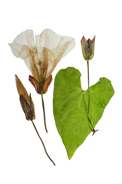istock Pressed and dried flowers and leaves calystegia sepium. Isolated 667055338