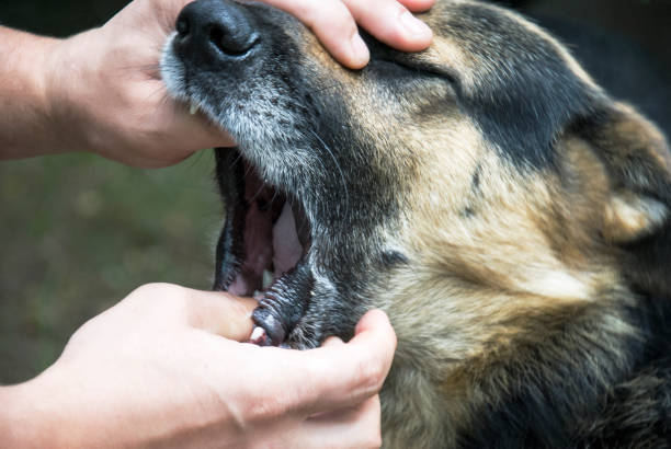 istock Man opened his mouth to see the dog's teeth 667055456