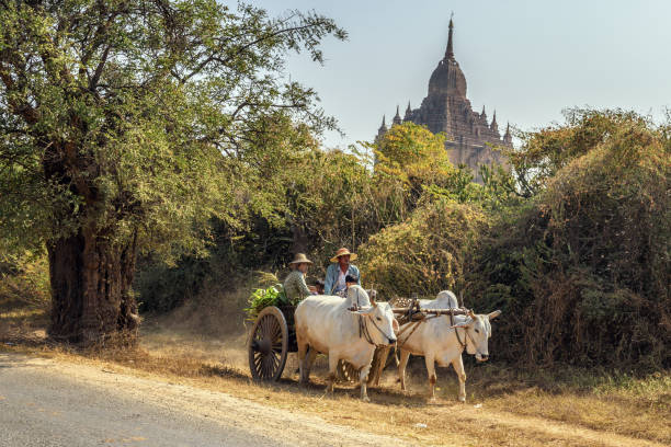 carro trainato da buoi che trasporta la famiglia birmana su una strada polverosa a bagan, myanmar - bagan myanmar burmese culture family foto e immagini stock