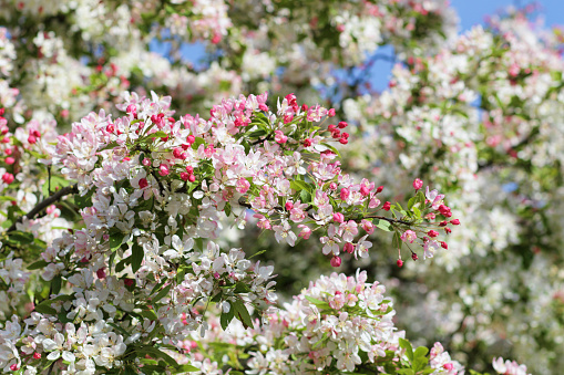 Some crabapple Malus trees produce spectacular blossom in the spring. A mixture of red and white, the result is an overall appearance of pink. In this photo the blossom is in focus close to, and blurred in the distance due to selective focus.