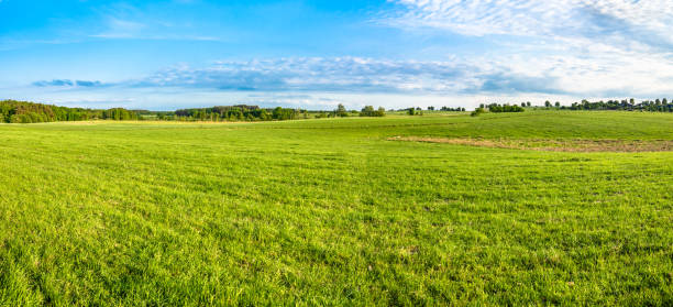 istock Green field and blue sky, panoramic view of meadow with fresh grass 667056738